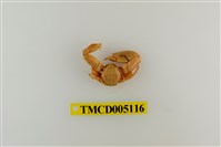藏品(鋸額豆瓷蟹)的圖片